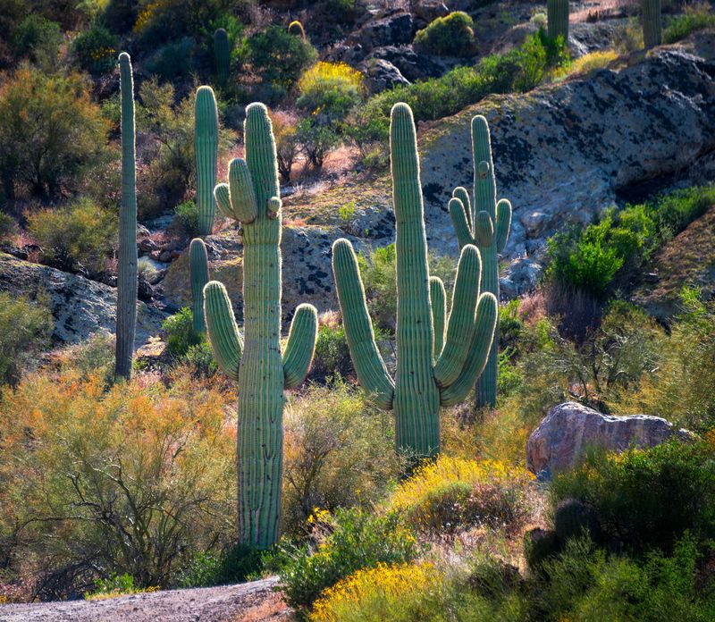 Saguaro Saguaro