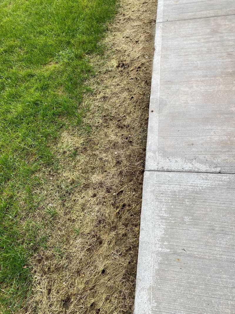 Salt Burns Grass Roots From The Ground Up Salt Burns Grass Roots From The Ground Up