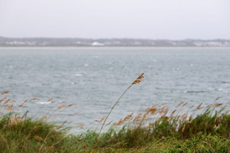 Salt Spray Limits What Grows Near The Water Salt Spray Limits What Grows Near The Water