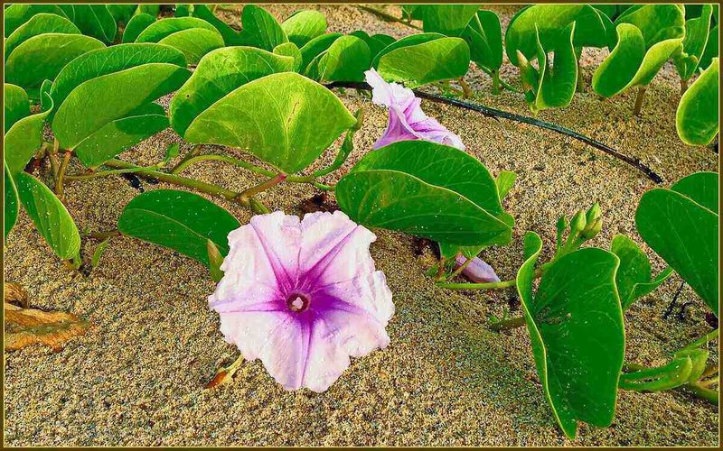 Salt-Tolerant Plants Make Low Spots More Resilient