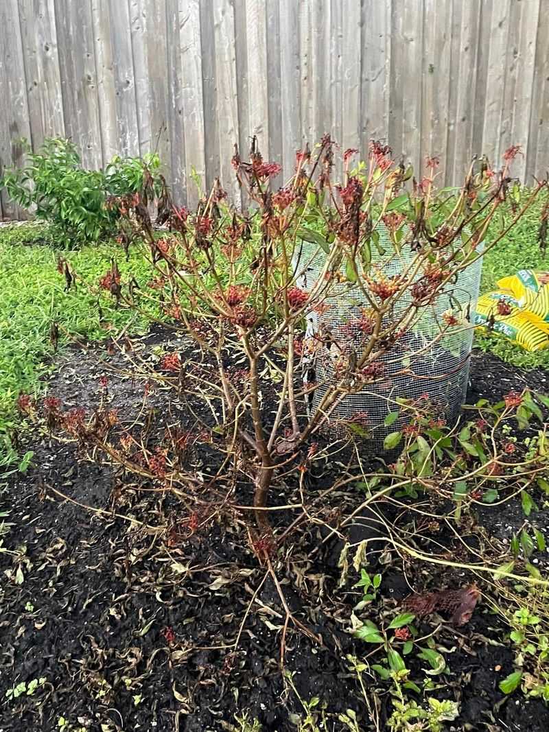 Saltwater Flooding Can Affect Plants Even After Water Recedes Saltwater Flooding Can Affect Plants Even After Water Recedes