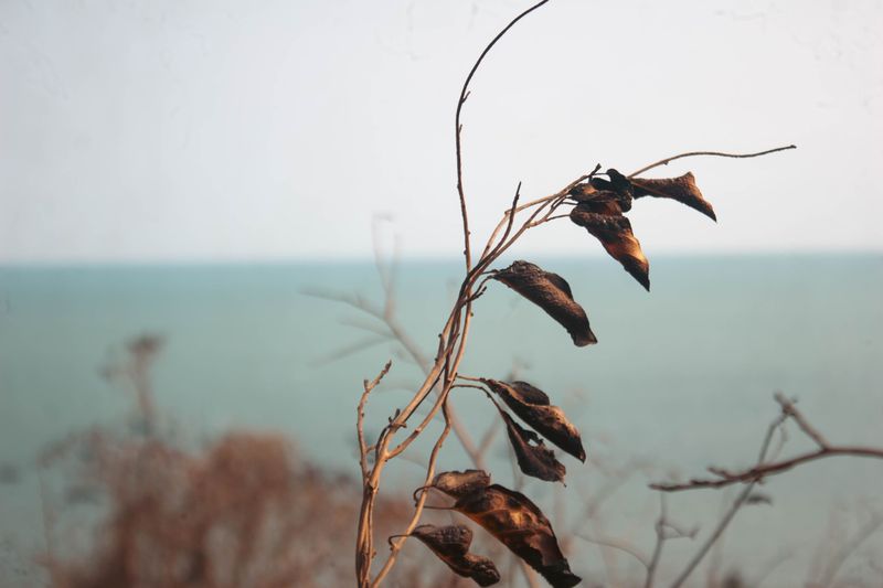 Salty Storm Surge Damages Leaves In Coastal Orchards Salty Storm Surge Damages Leaves In Coastal Orchards