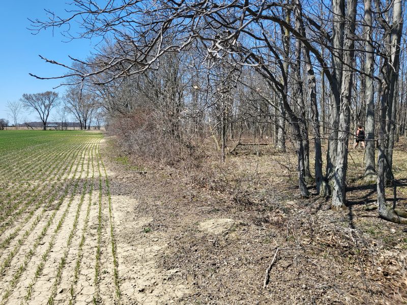 Same-Sized Young Trees Can Signal A Former Field Same-Sized Young Trees Can Signal A Former Field
