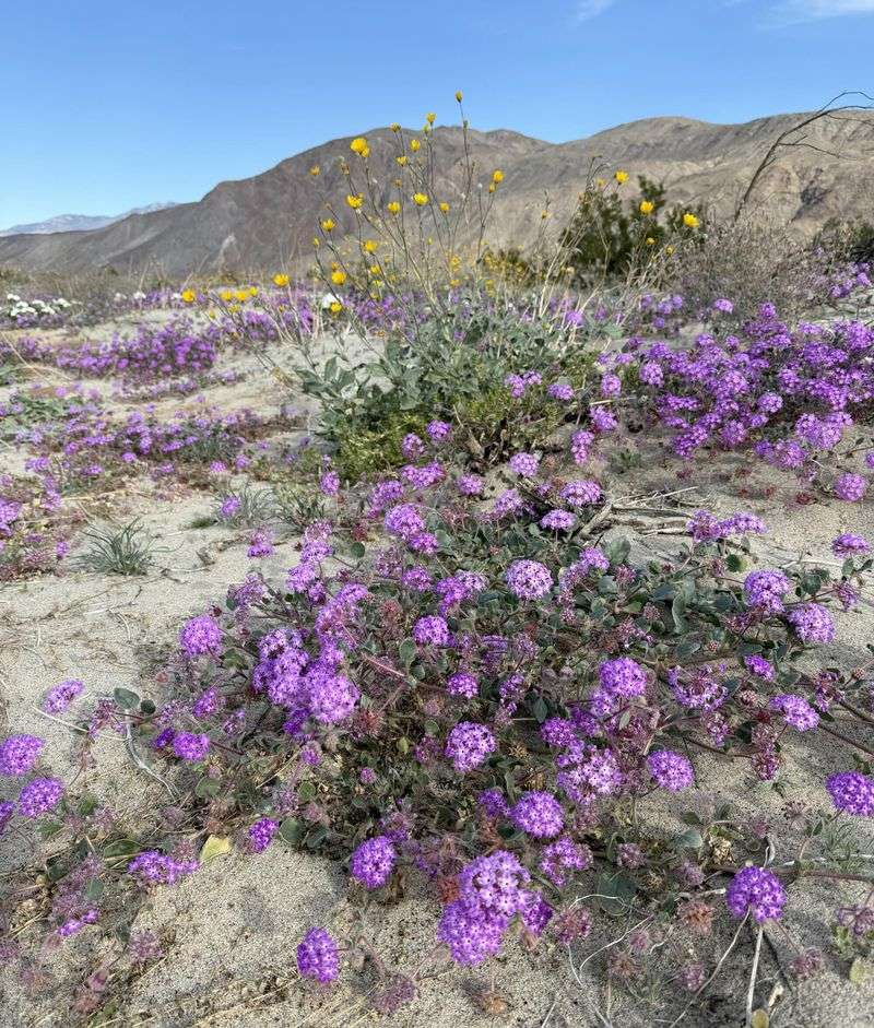 Sand Verbena