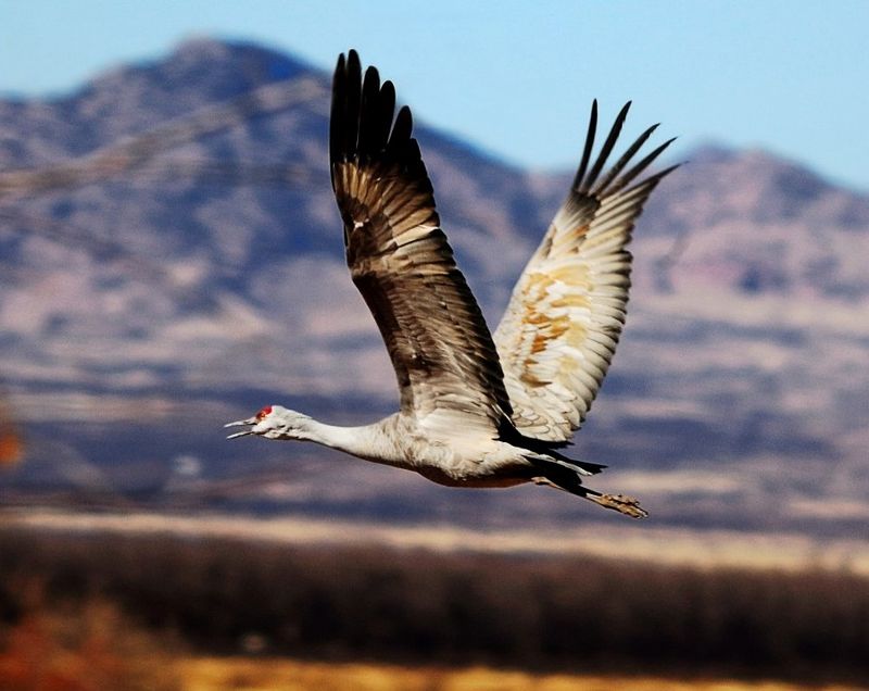 Sandhill Crane