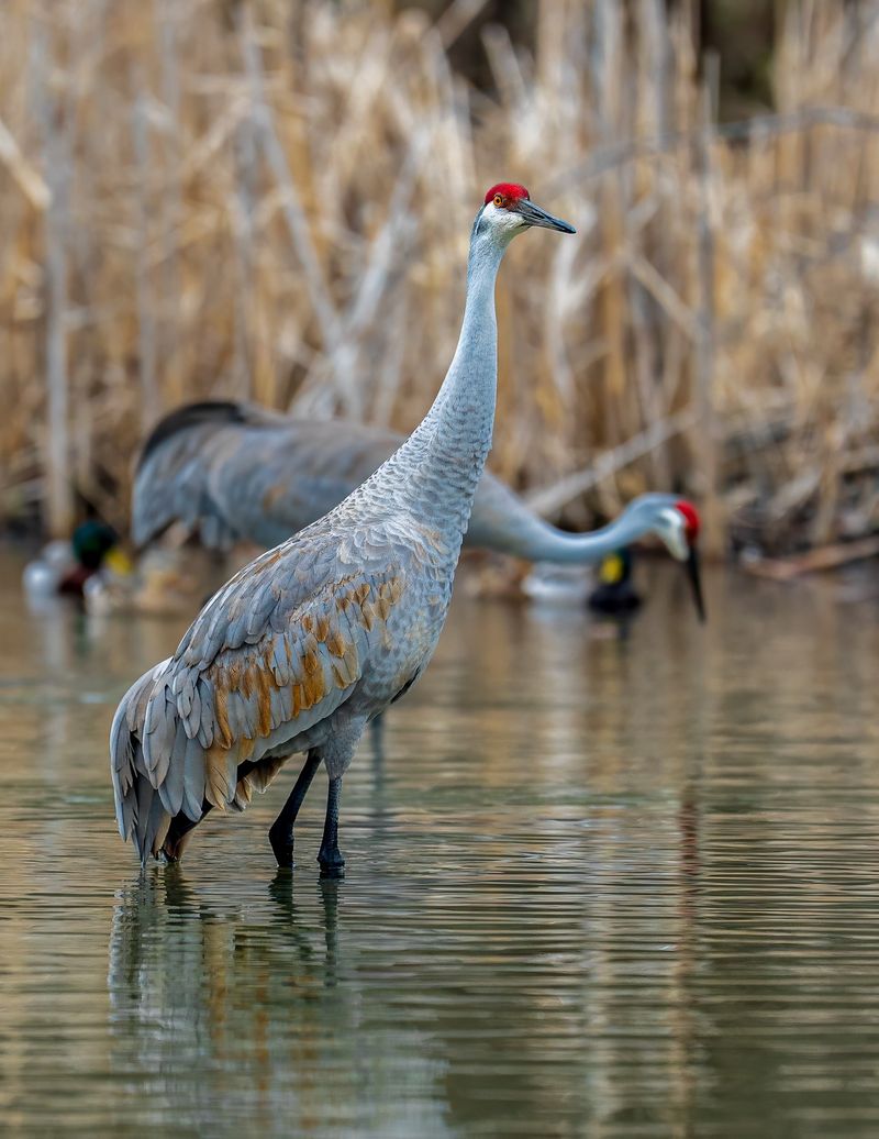Sandhill Crane
