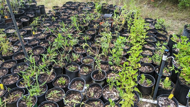 Sandhills Native Nursery, Fountain