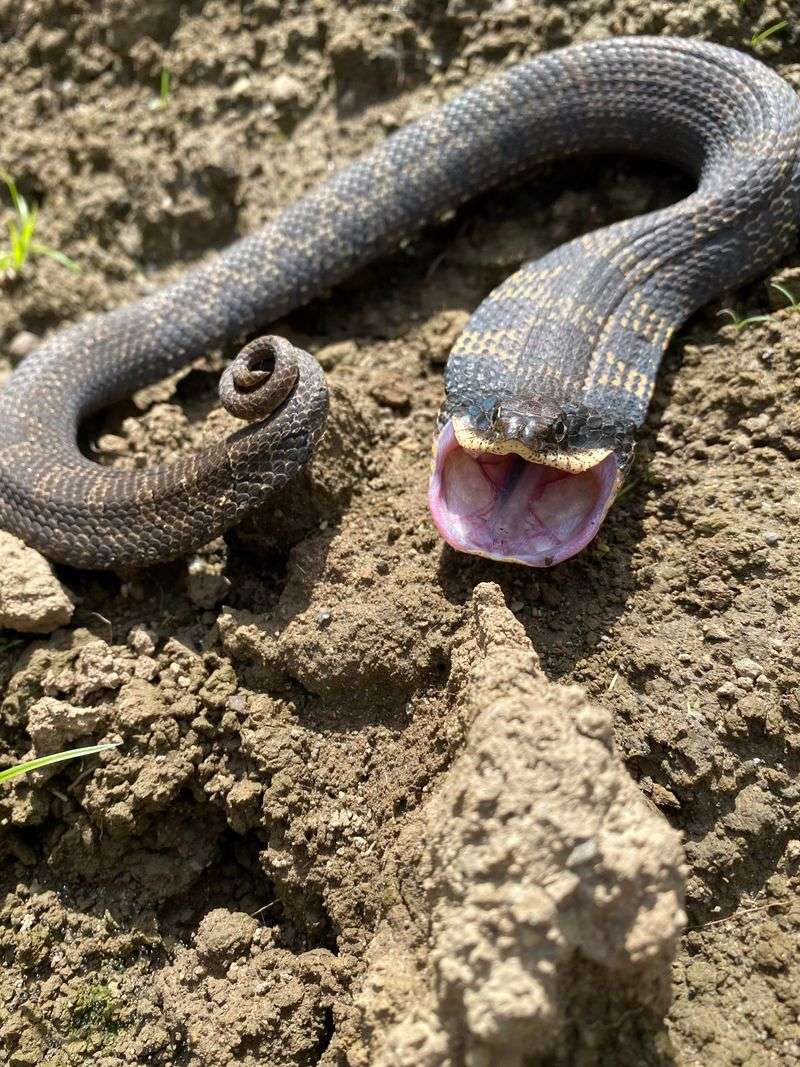 Sandy Soil Gives These Snakes Good Places To Burrow Sandy Soil Gives These Snakes Good Places To Burrow