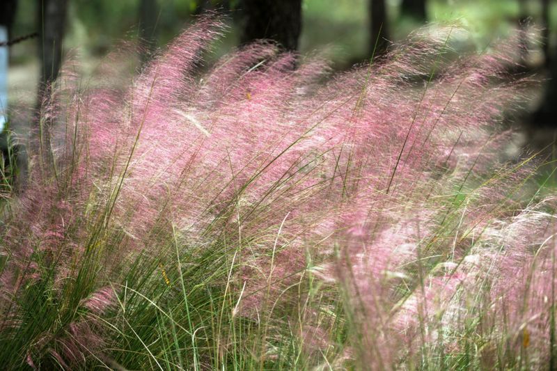 Sandy Soil, Salt Spray, And Dry Spells Are Usually Well Tolerated