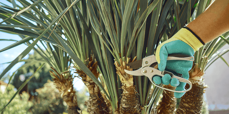 Sanitize Your Tools Between Palms Sanitize Your Tools Between Palms