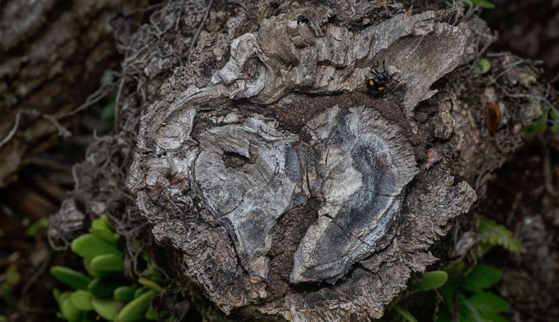 Sap Beetles Lose Their Spark As Weather Cools