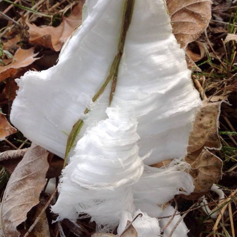 Sap Freezes And Pushes Out Through Cracked Stems