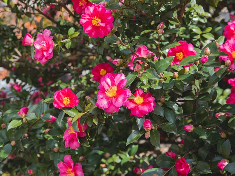 Sasanqua Camellia