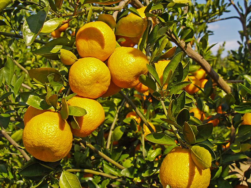 Satsumas Don’t Hold Well On The Tree Once Ripe