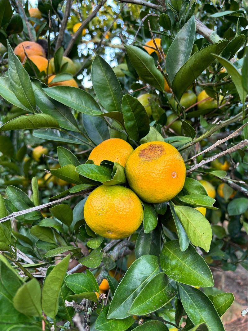 Satsumas Ripen From October Through December