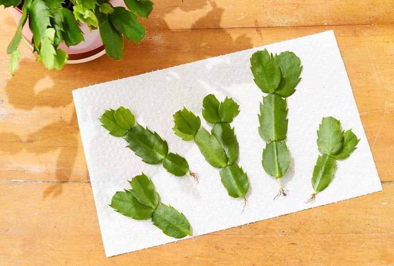 Save Cuttings For Propagating In Spring