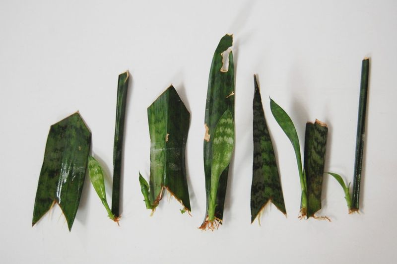 Save Healthy Leaves As Cuttings If Rot Spreads