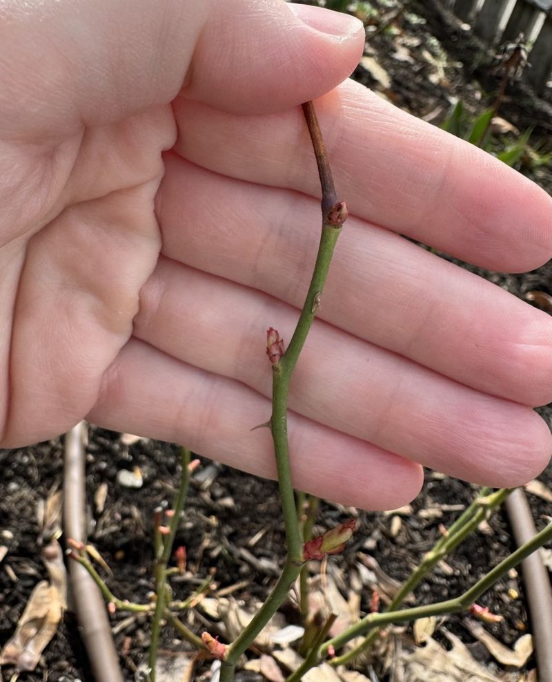 Save Major Pruning For Late Winter Or Early Spring