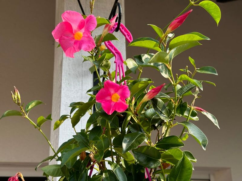 Save Major Pruning For Spring