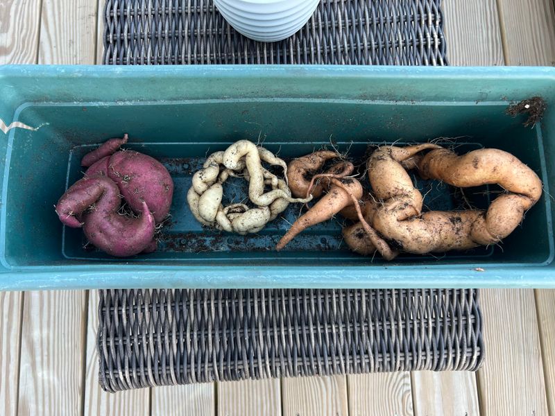 Save Ornamental Tubers To Replant Next Spring Save Ornamental Tubers To Replant Next Spring