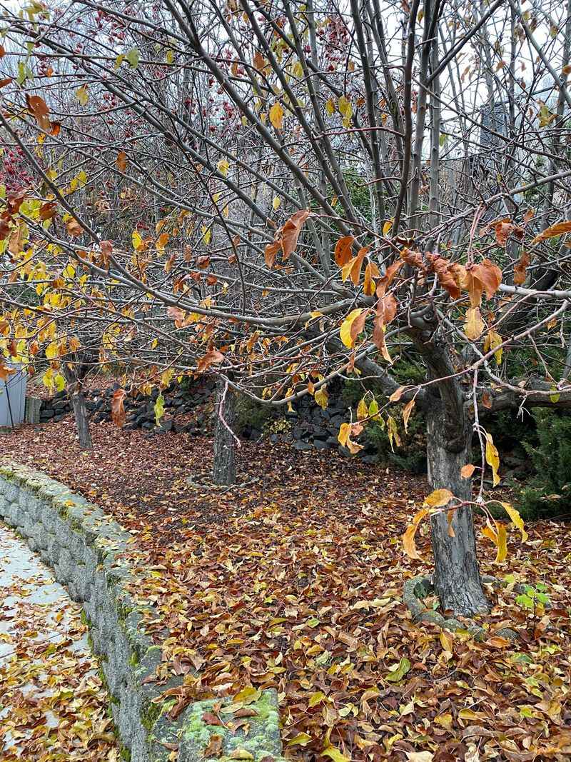 Save Pruning For Late Winter