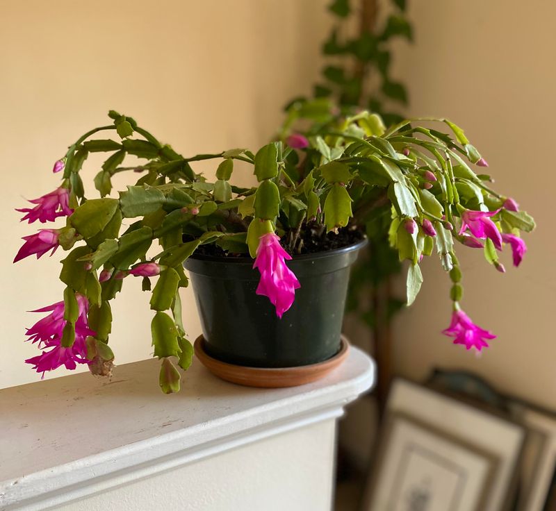 Save Repotting Plans For After The Flowers