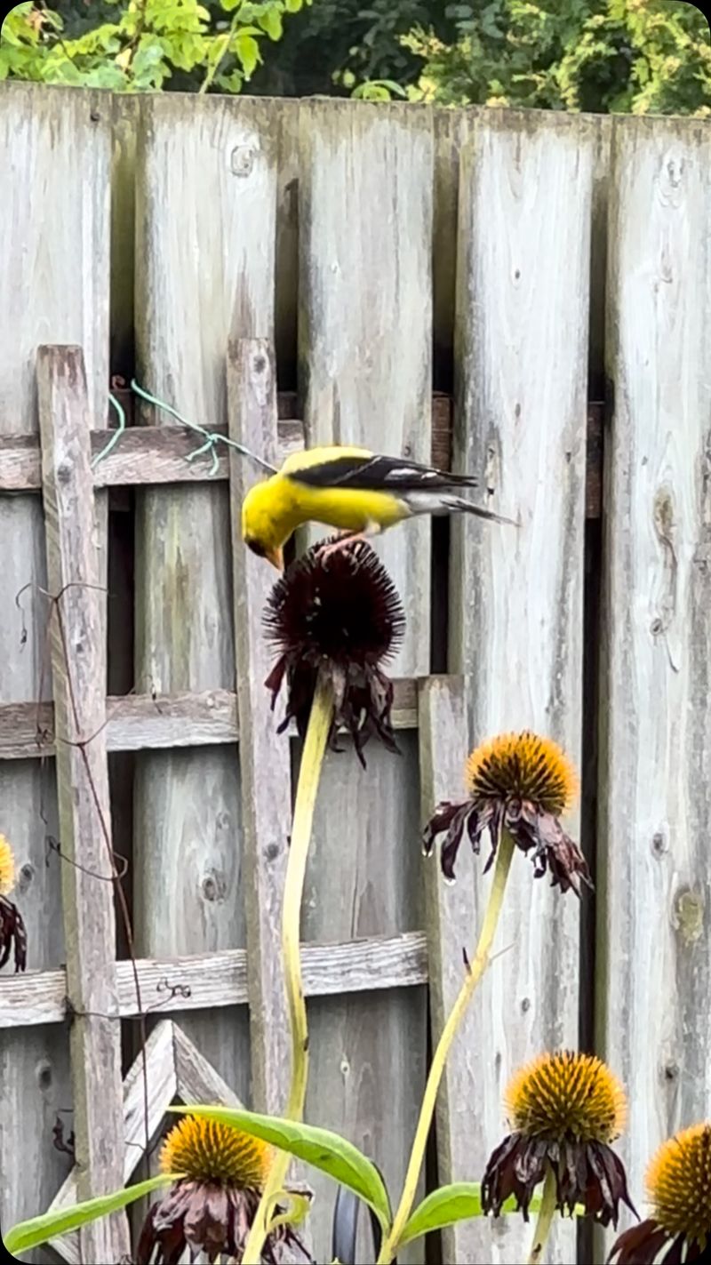 Save Your Coneflower Seed Heads For Hungry Finches