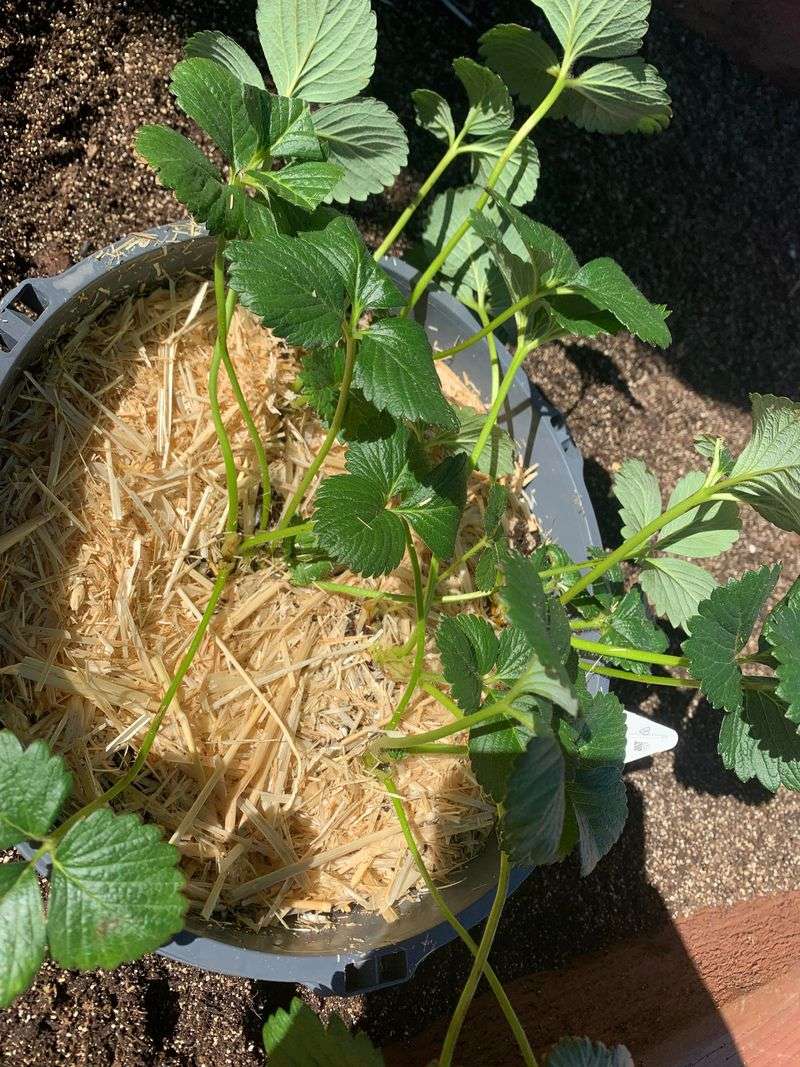 Save Your Straw Mulch Until The Ground Turns Cold