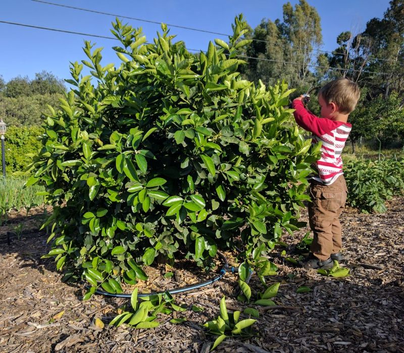 Save extensive citrus pruning for spring