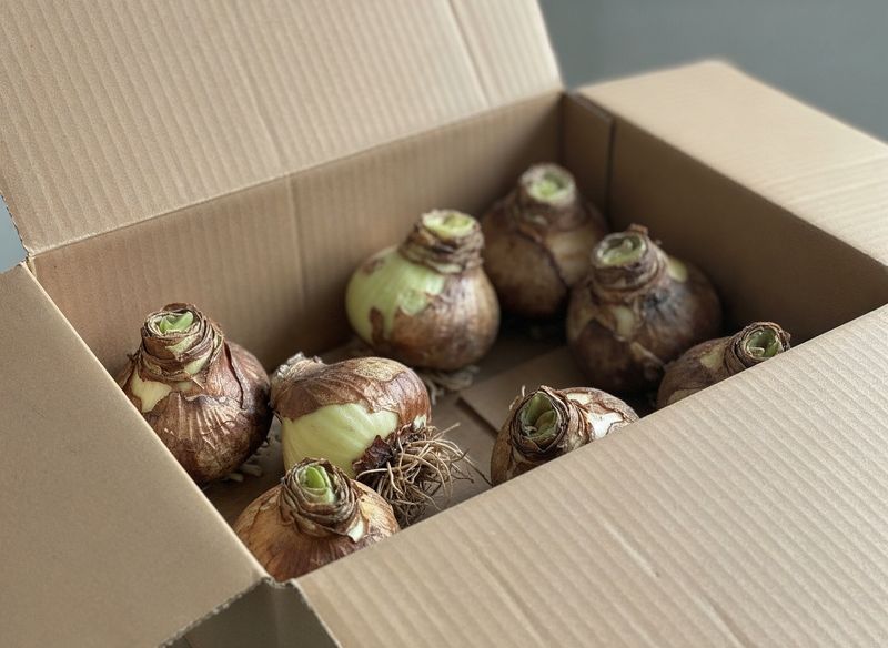 Saved Amaryllis Bulbs Needed Their Nap Back In September