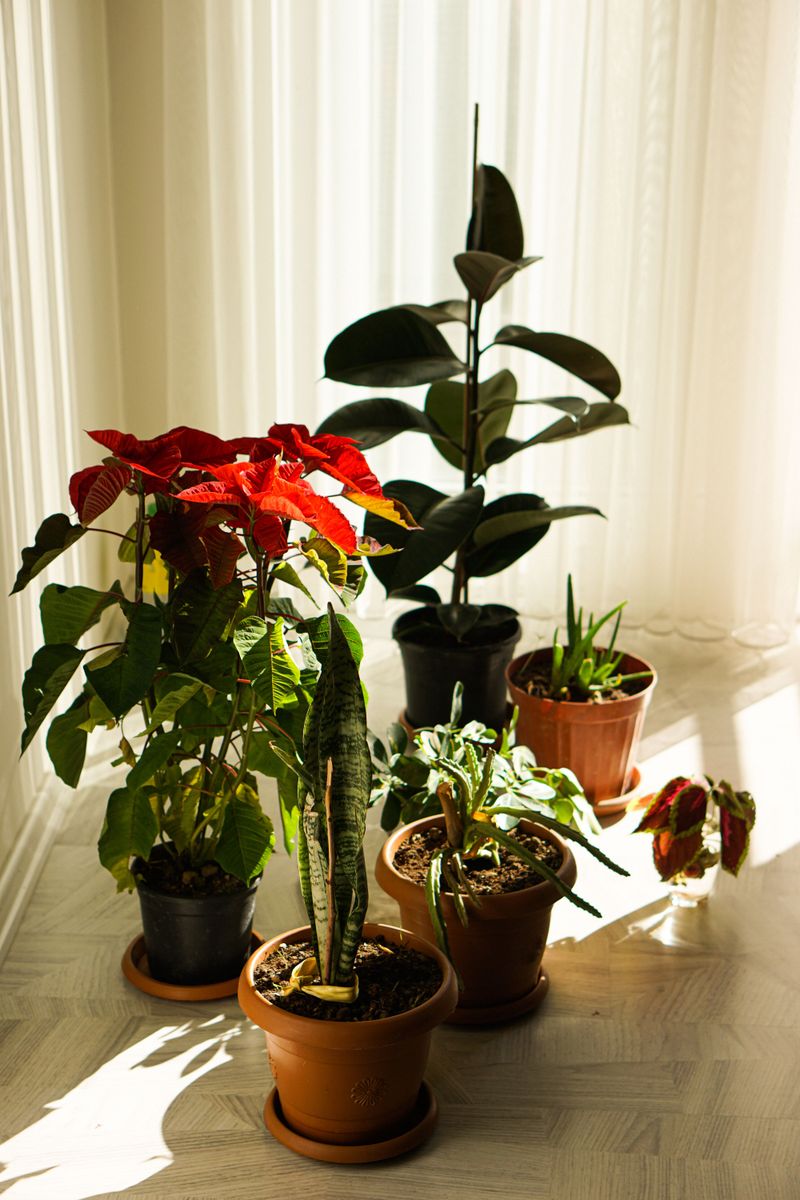 Saved Plants Cost Less Than New Ones Saved Plants Cost Less Than New Ones