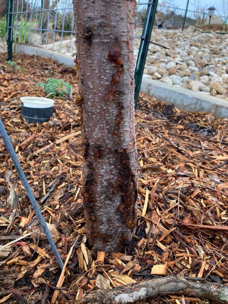 Sawdust-Like Frass Mixed With Gum Points Toward Borer Activity Sawdust-Like Frass Mixed With Gum Points Toward Borer Activity