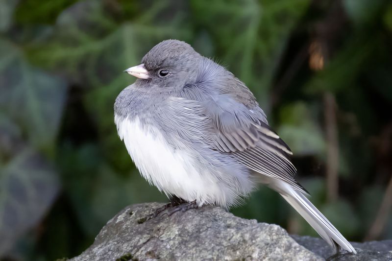 Say Hello To The Dark-Eyed Junco, Better Known As The Snowbird