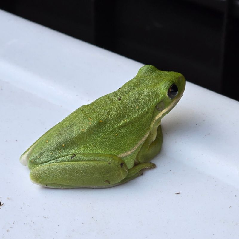 Say Hello to Florida's Most Likely Porch Guests