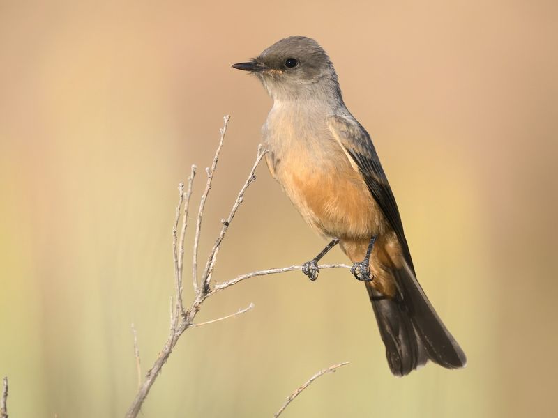Say's Phoebe