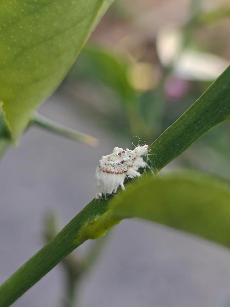 Scale Insects Hide In Plain Sight Scale Insects Hide In Plain Sight