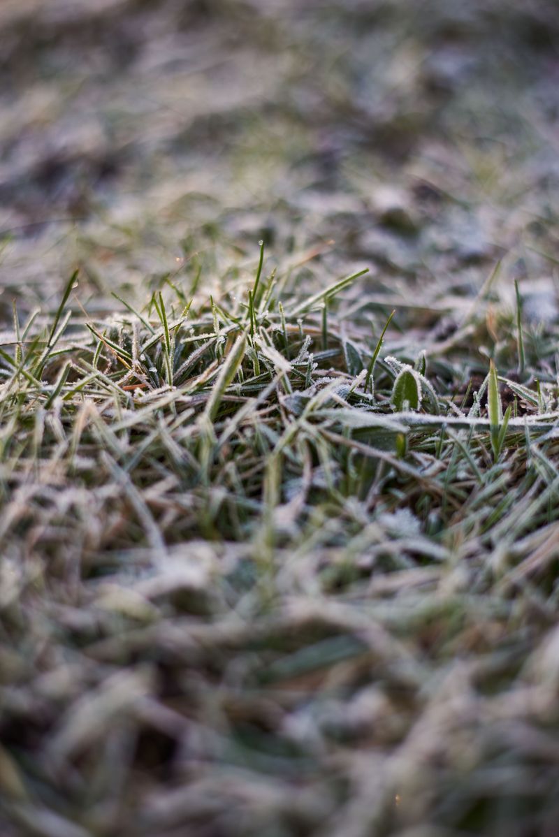 Scalped Grass Leaves The Crown Out In The Cold