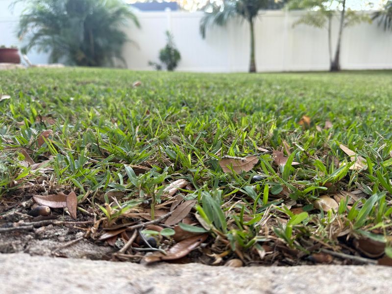 Scalped Turf Lets Sunlight Reach Bare Soil Scalped Turf Lets Sunlight Reach Bare Soil