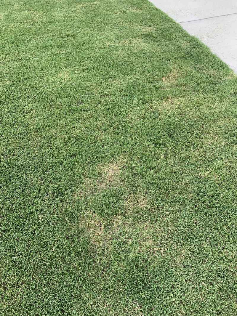 Scalping The Lawn Leaves Grass Weak By Spring