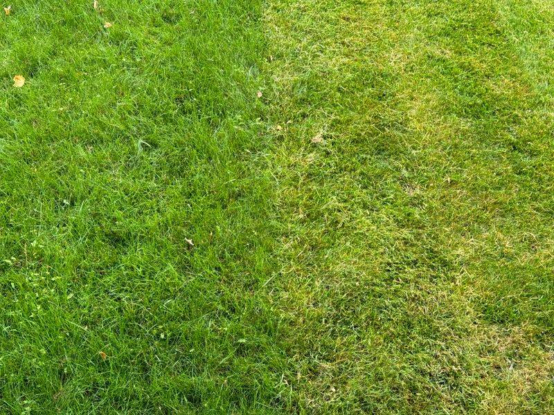 Scalping Weakens Grass Going Into Fall Scalping Weakens Grass Going Into Fall