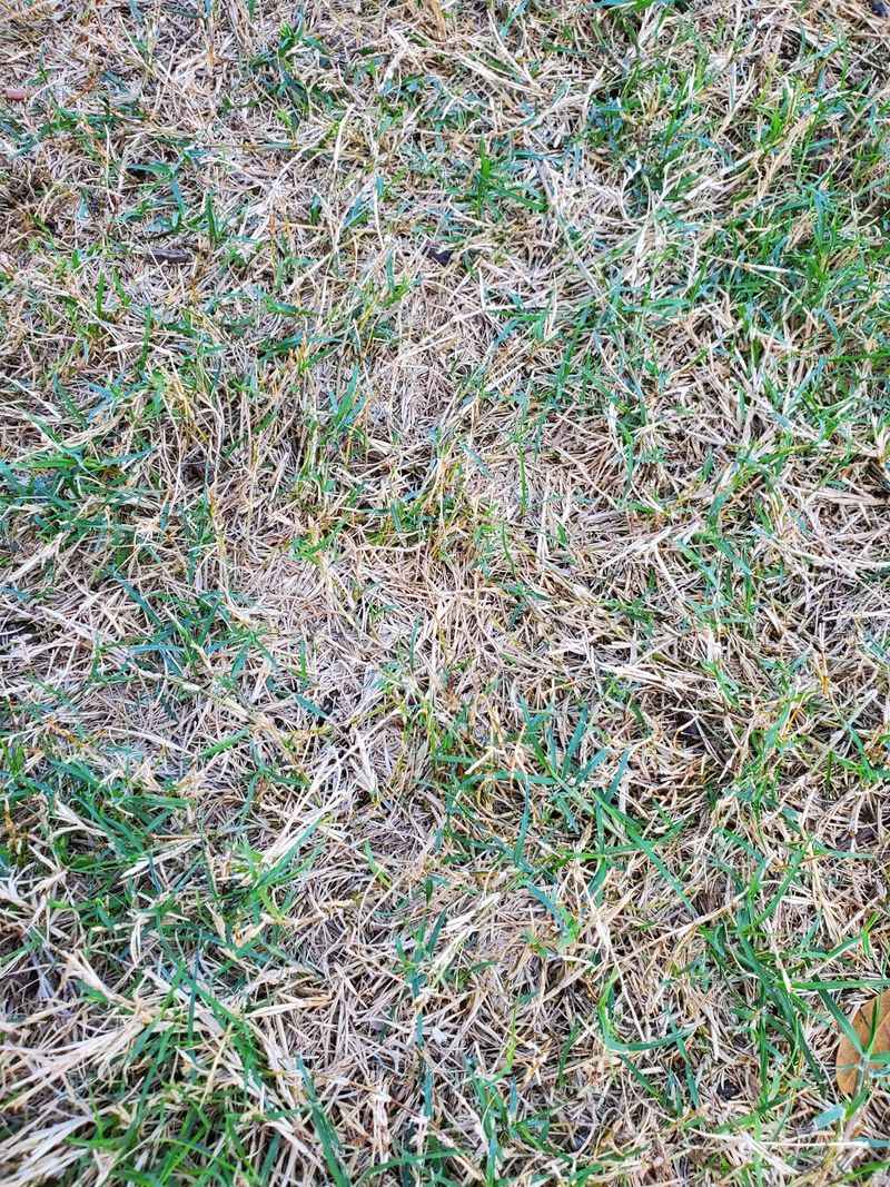 Scalping With A Low Mower Exposes Brown Stems Scalping With A Low Mower Exposes Brown Stems