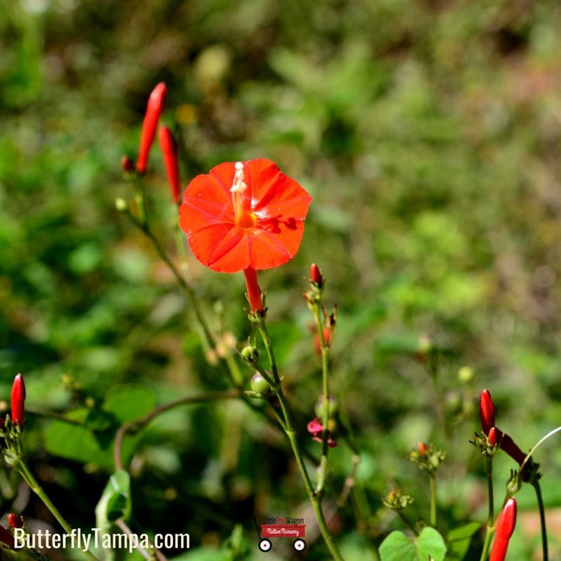 Scarlet Creeper (Ipomoea cristulata) Scarlet Creeper (Ipomoea cristulata)