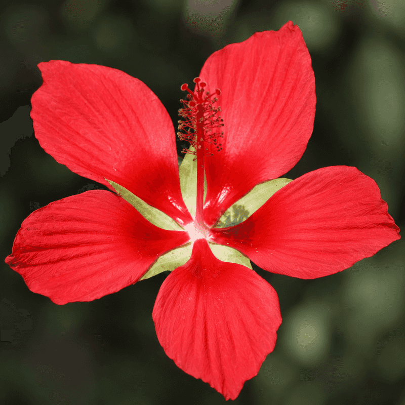 Scarlet Rosemallow, A Florida Native With Star-Shaped Red Blooms