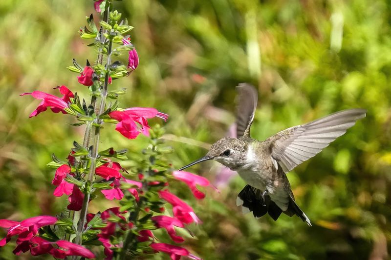 Scarlet Sage Rolls Out The Red Carpet For Hummingbirds