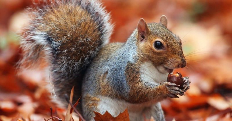 Scatter Hoarding Is Normal Fall Behavior