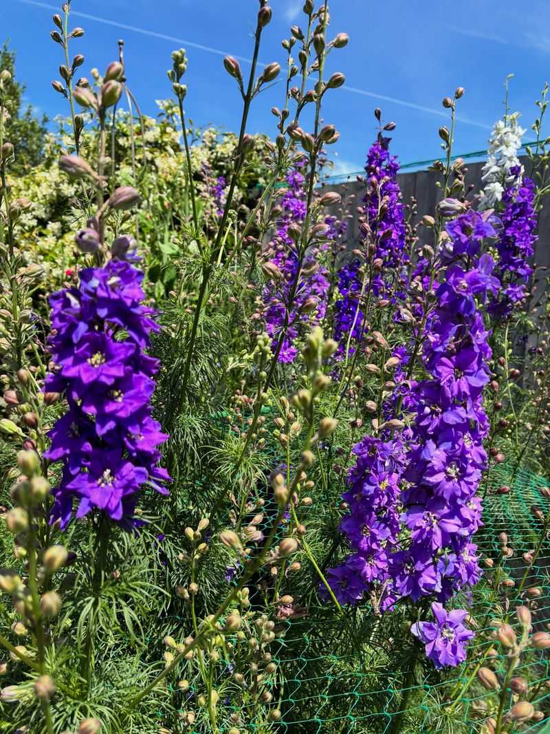Scatter Larkspur Seeds In Fall For A Cottage Garden Look