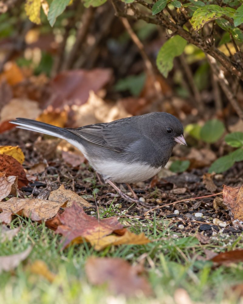 Scatter Millet On The Ground And Watch The Juncos Come Running