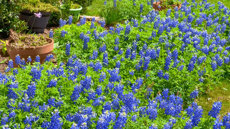 Scatter Texas Bluebonnet Seeds Now