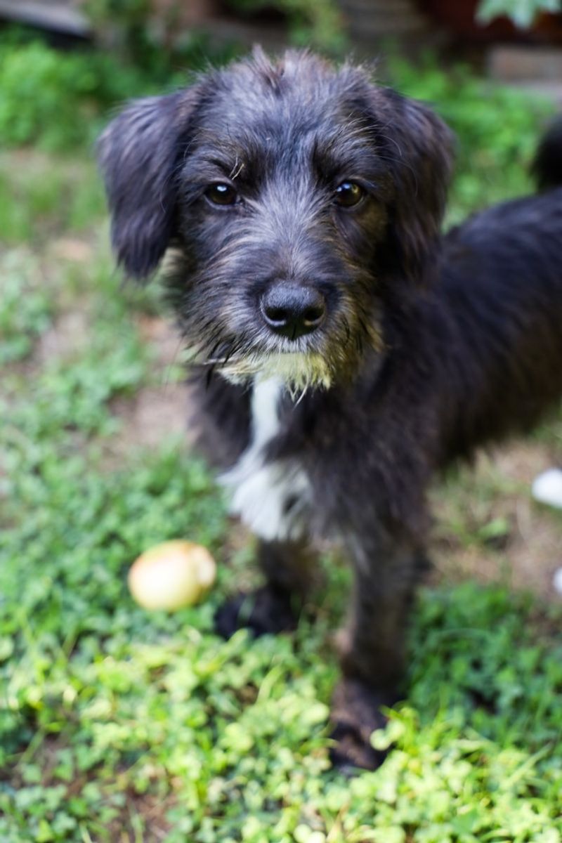 Scattered Mothballs Can Harm Children And Pets Who Find Them