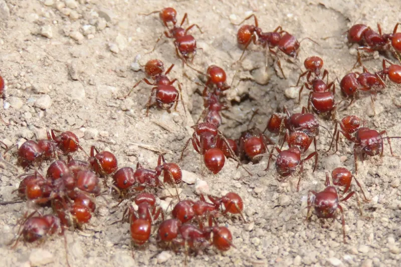 Scattered Mounds Often Point To Natives
